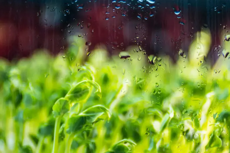 Vegetação rasteira coberta por gotas de chuva